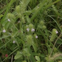 Rostellularia procumbens (L.) Nees